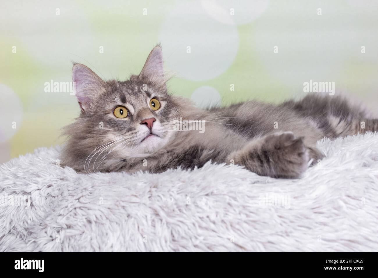 Norwegian Forest Cat Stock Photo