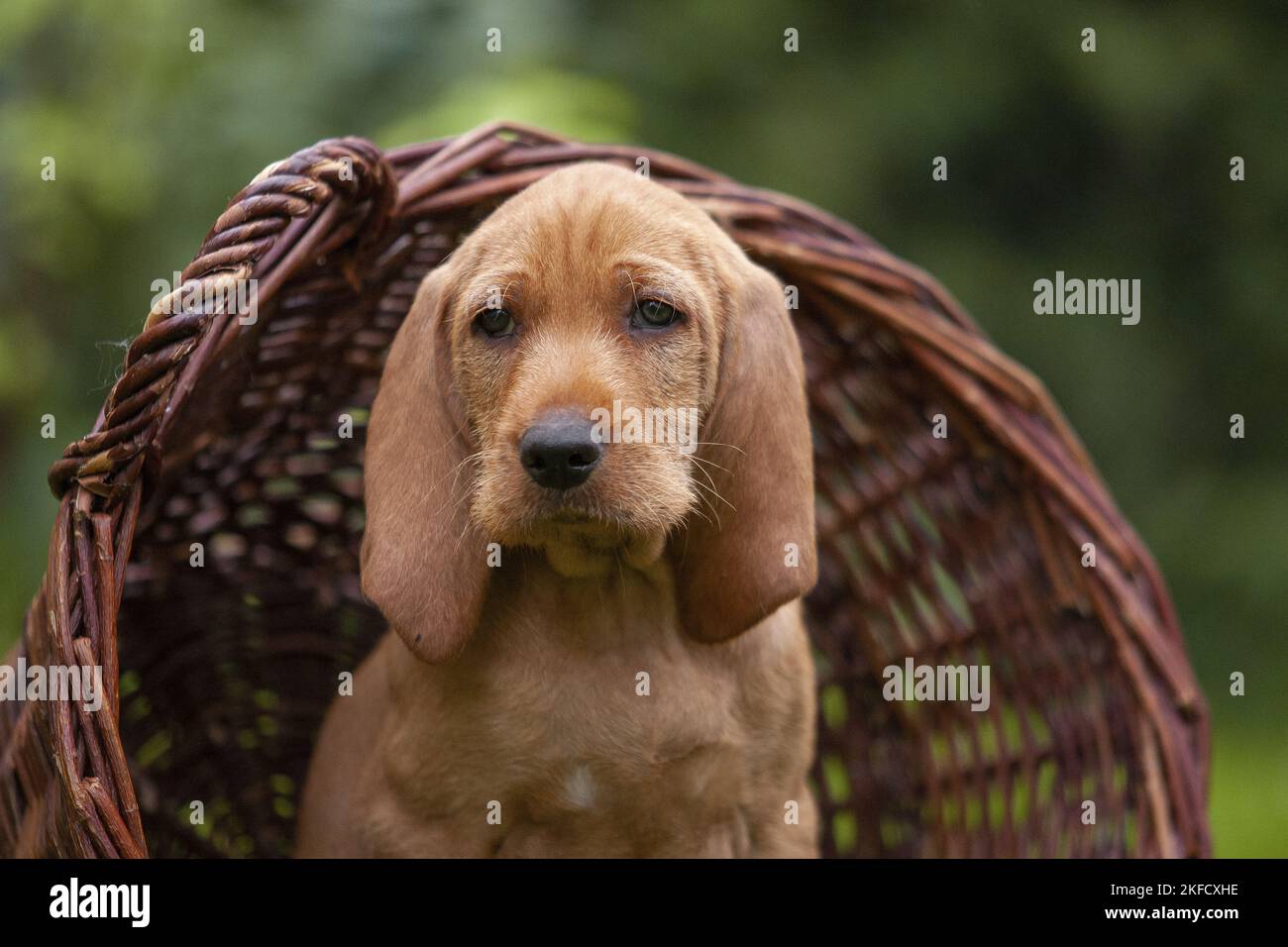 Griffon Fauve de Bretagne puppy Stock Photo