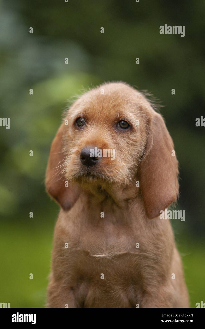 Griffon Fauve de Bretagne puppy Stock Photo