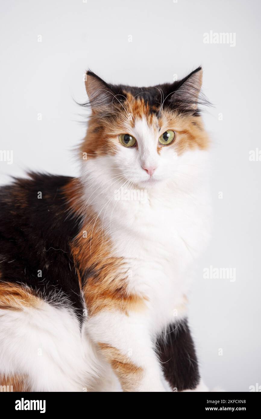 Norwegian Forest Cat in front of white background Stock Photo