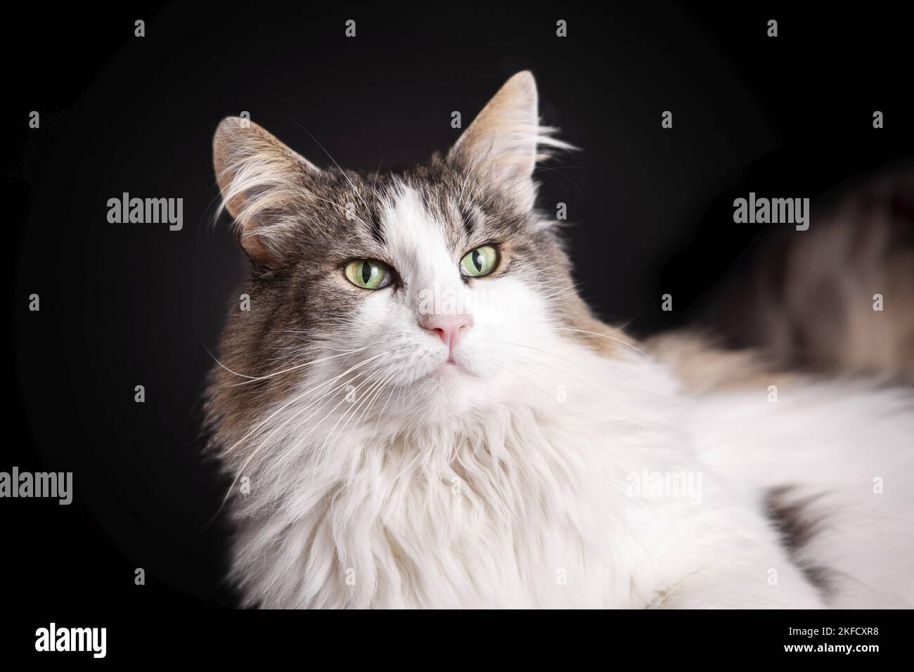 Norwegian Forest Cat in front of white background Stock Photo