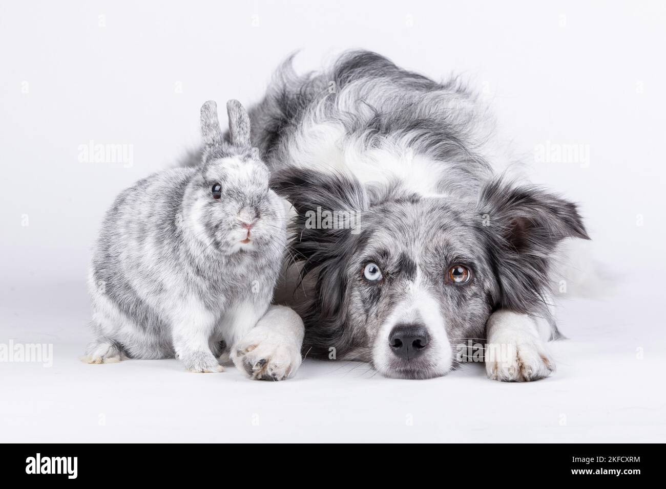 Border Collie with rabbit Stock Photo Alamy