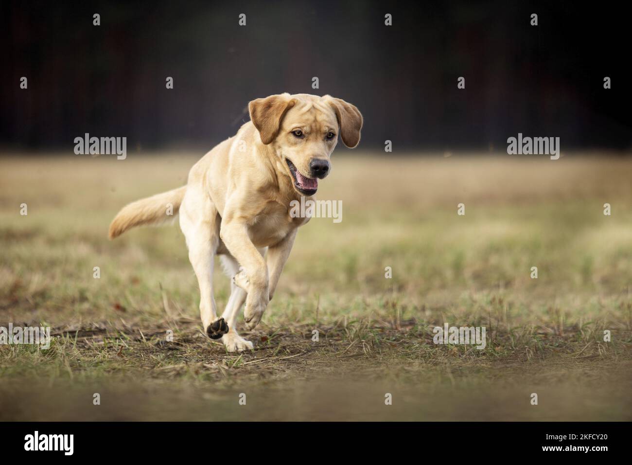 blonde Labrador Retriever Stock Photo