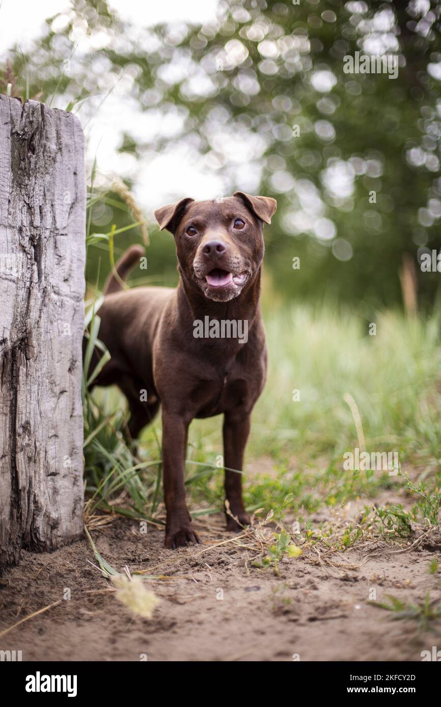 Patterdale Terrier in summer Stock Photo