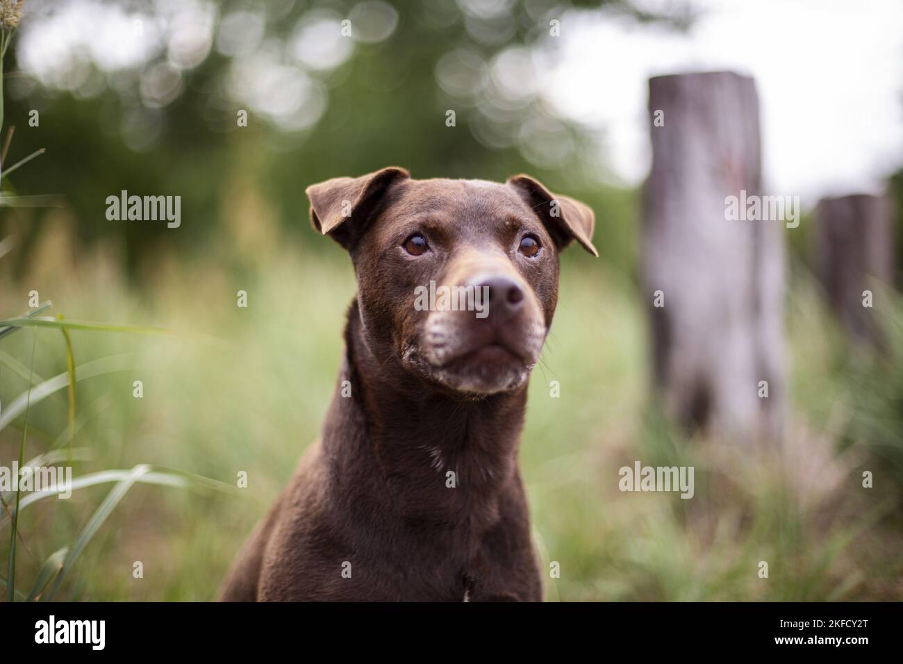 Patterdale Terrier in summer Stock Photo