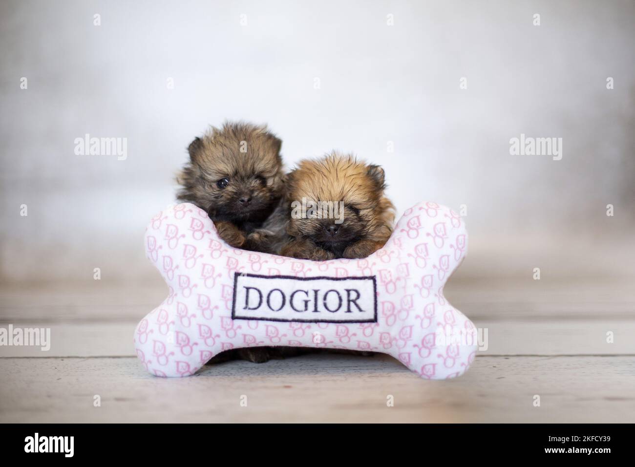 Pomeranian Puppies Stock Photo