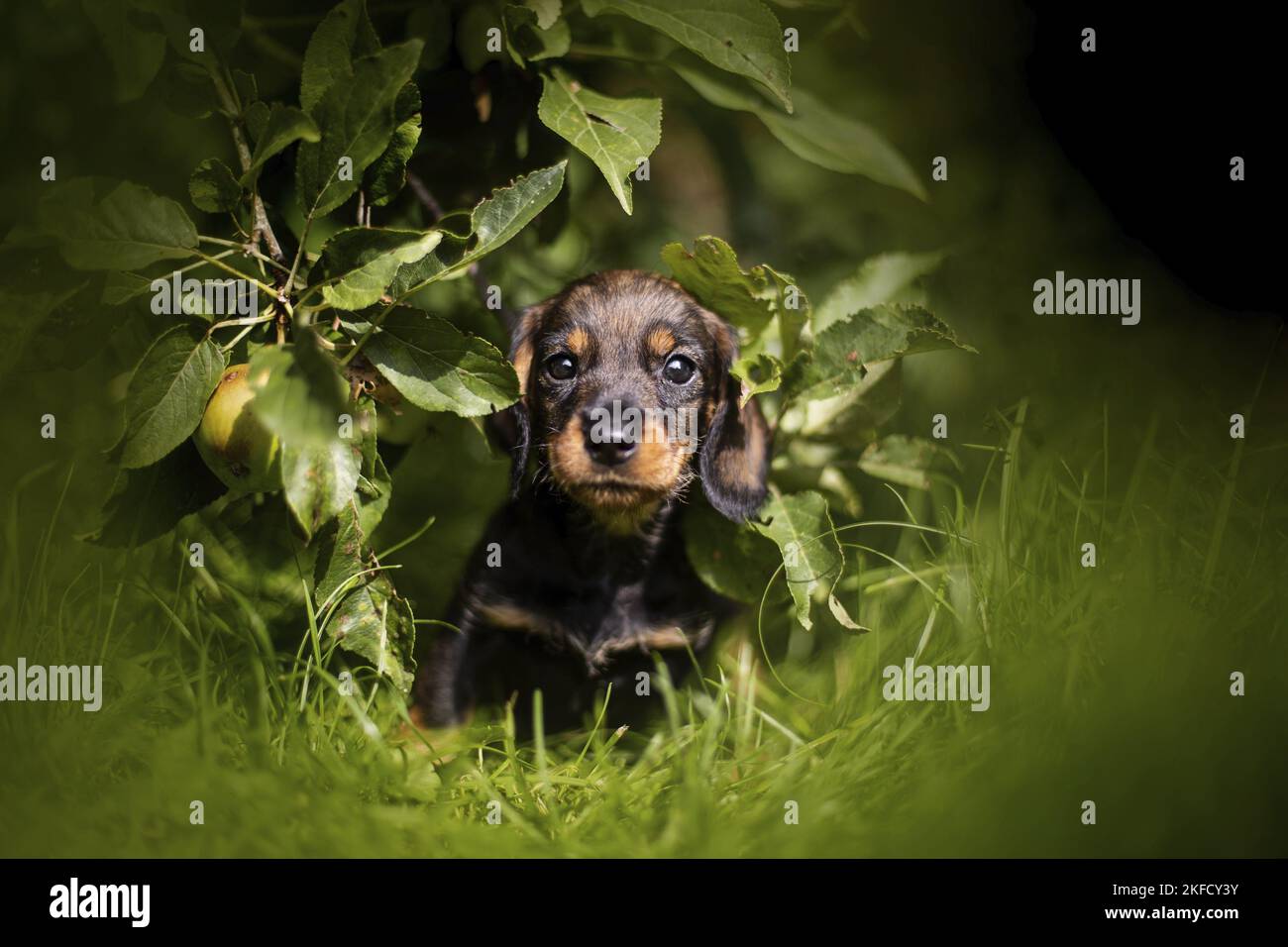 Dachshund Puppy Stock Photo