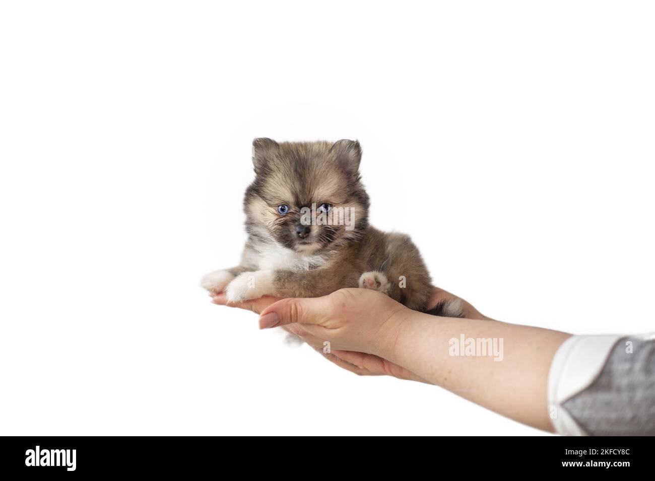 Pomsky Puppy Stock Photo