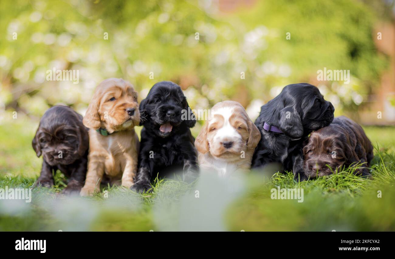 lying English Cocker Spaniel puppies Stock Photo