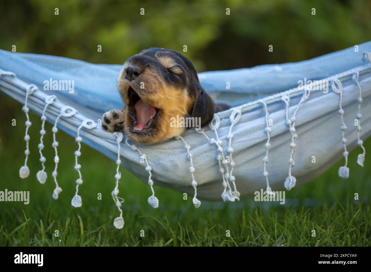 English Cocker Spaniel puppy on hammock Stock Photo