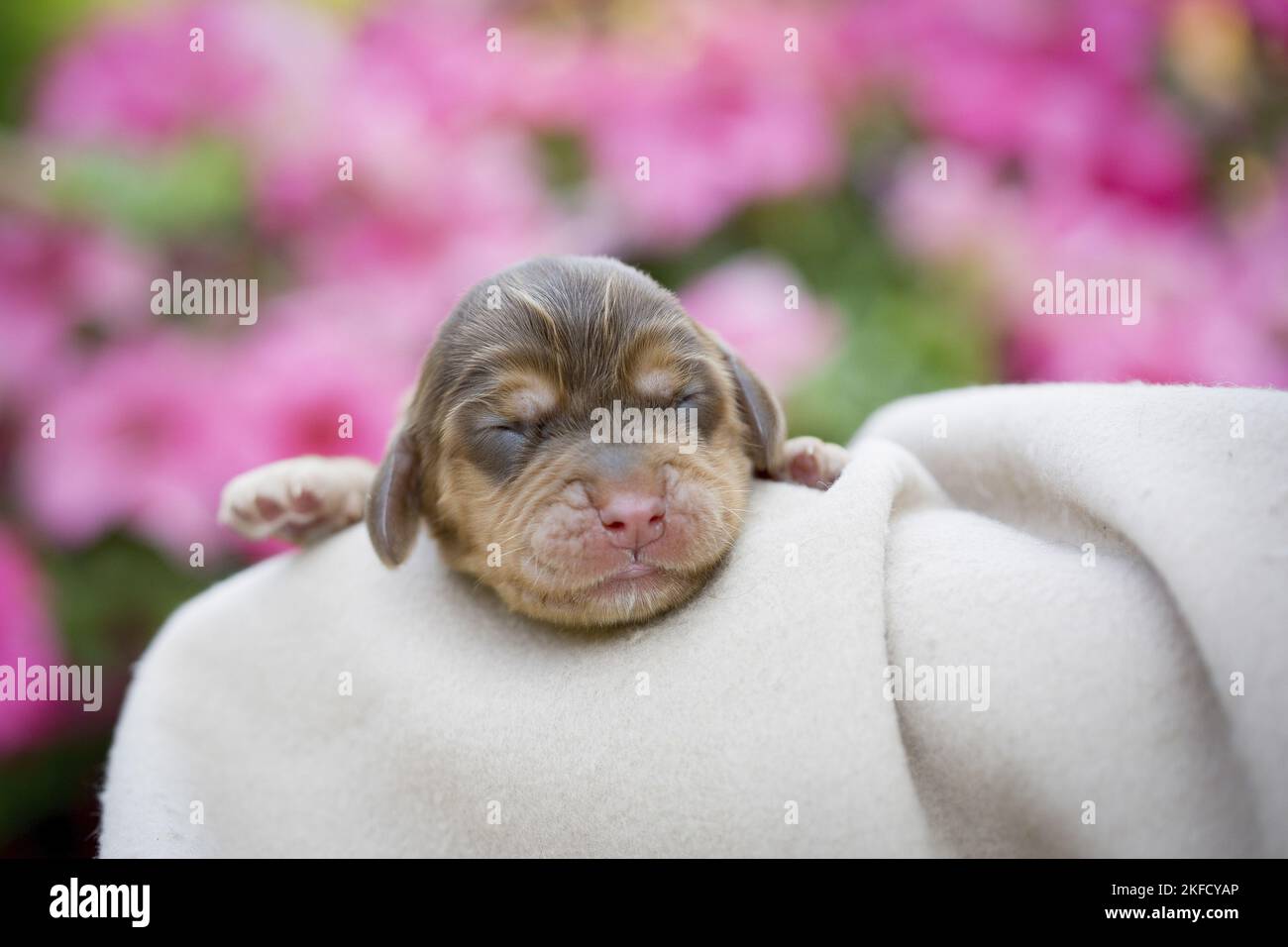 Newborn cocker spaniel sales