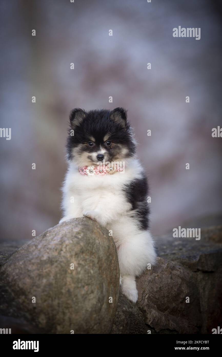 Pomsky Puppy Stock Photo