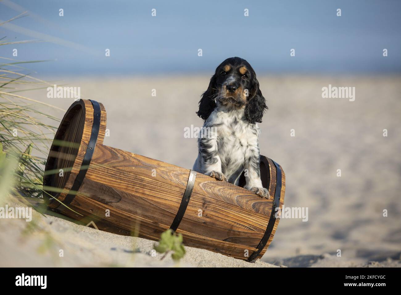 standing English Cocker Spaniel Stock Photo