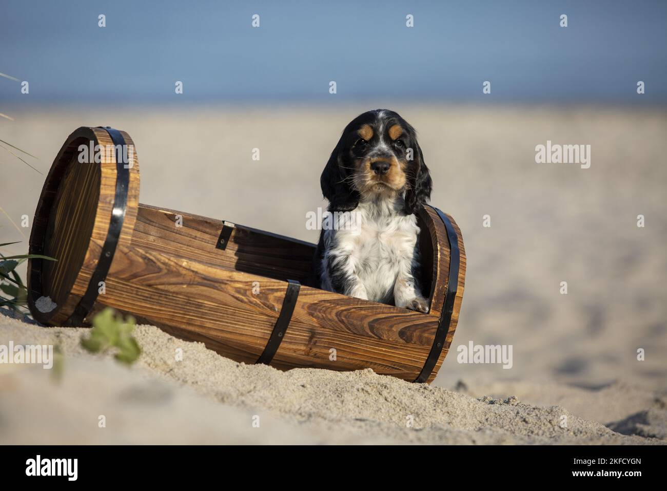 English Cocker Spaniel Puppy at the beach Stock Photo