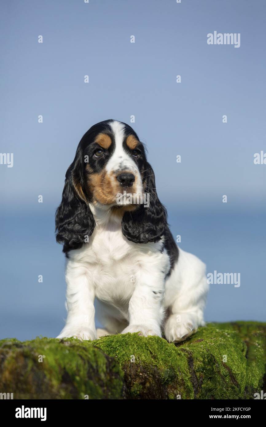 sitting English Cocker Spaniel Puppy Stock Photo