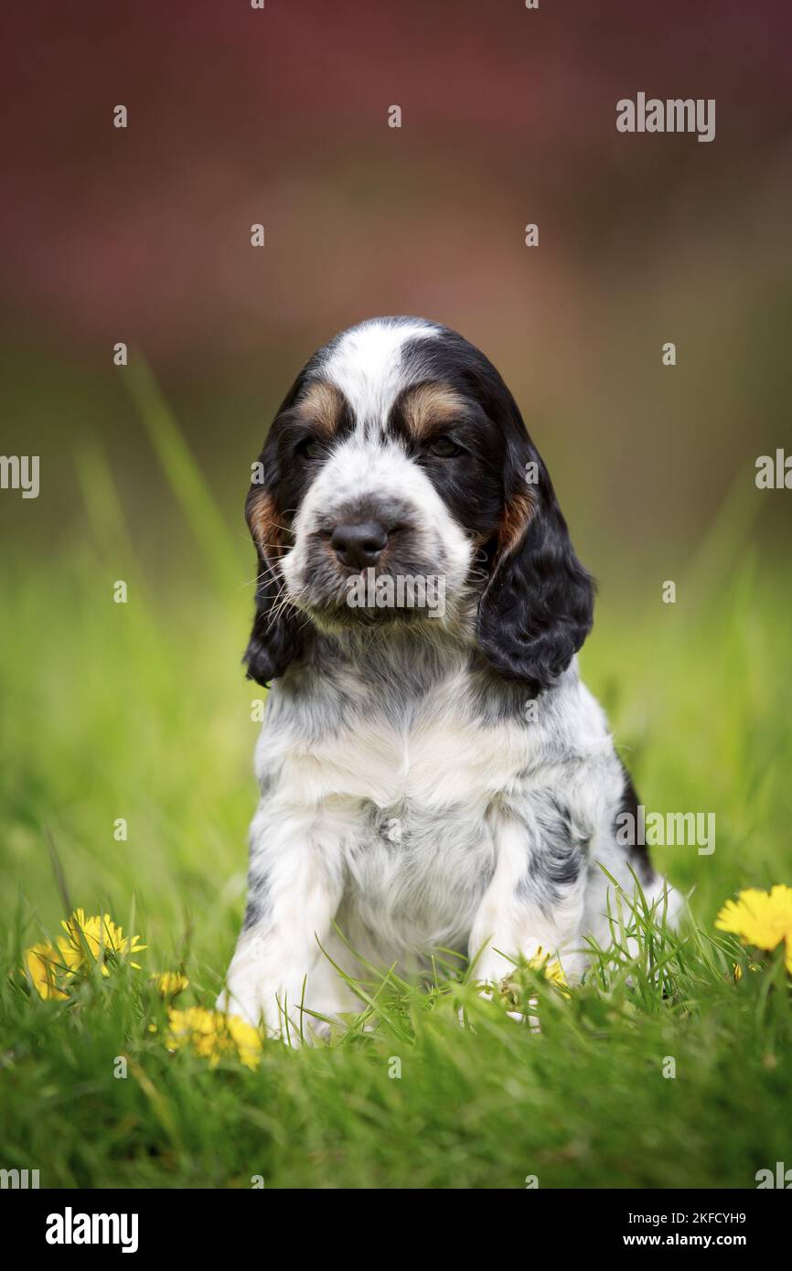 sitting English Cocker Spaniel puppy Stock Photo