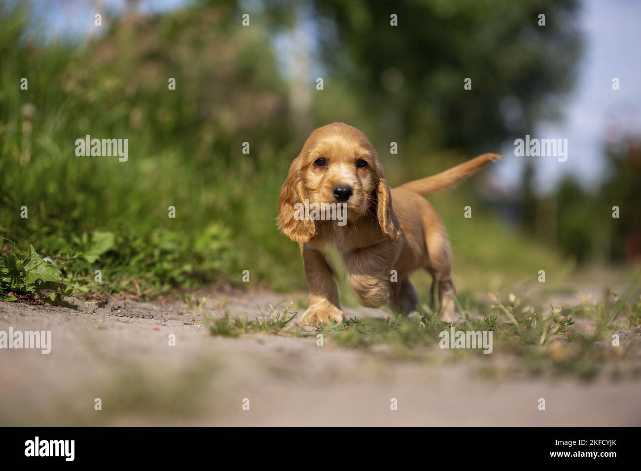 running English Cocker Spaniel puppy Stock Photo