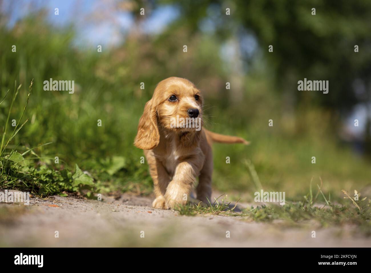 walking English Cocker Spaniel puppy Stock Photo Alamy