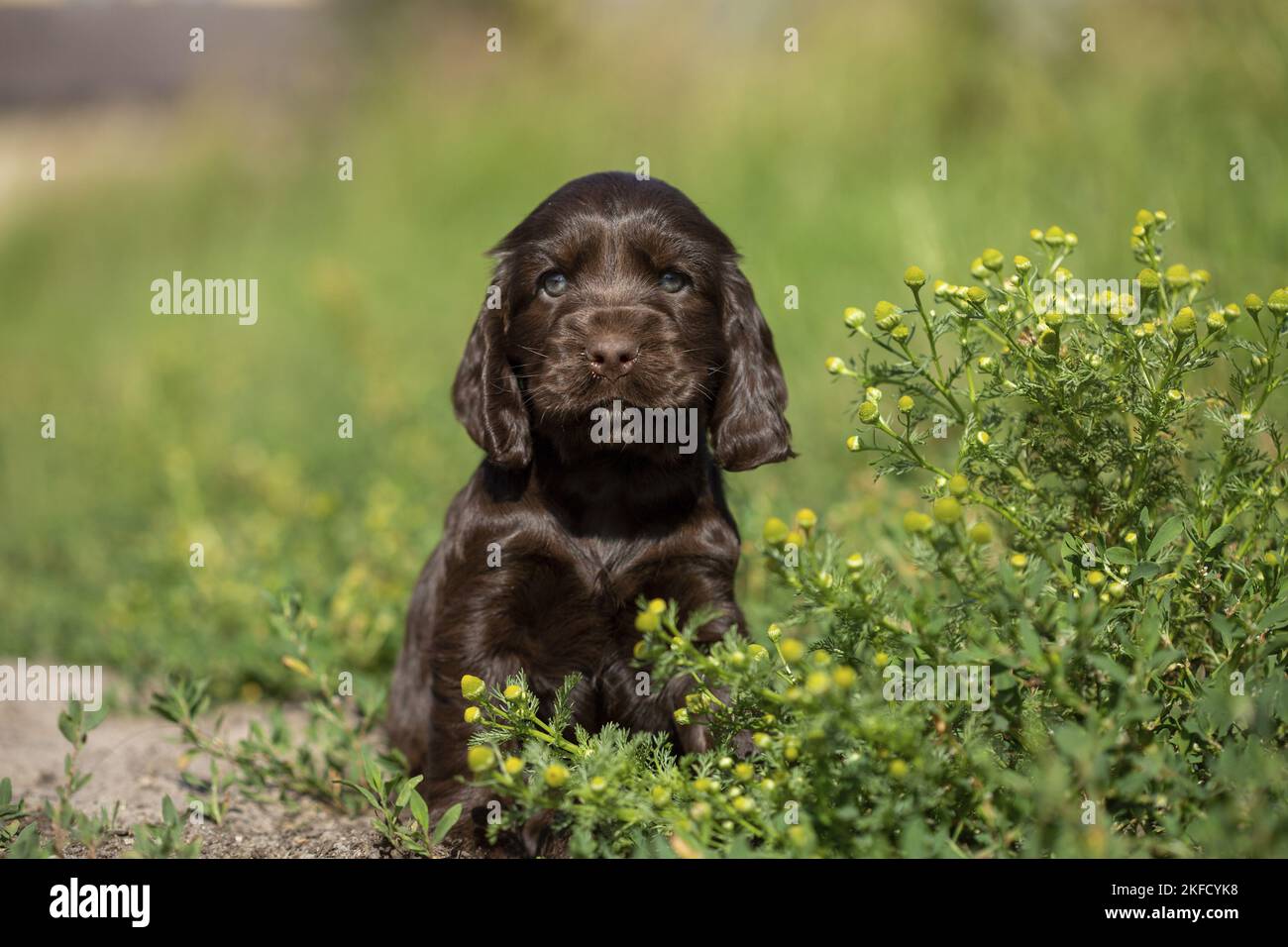 English Cocker Spaniel puppy between flowers Stock Photo