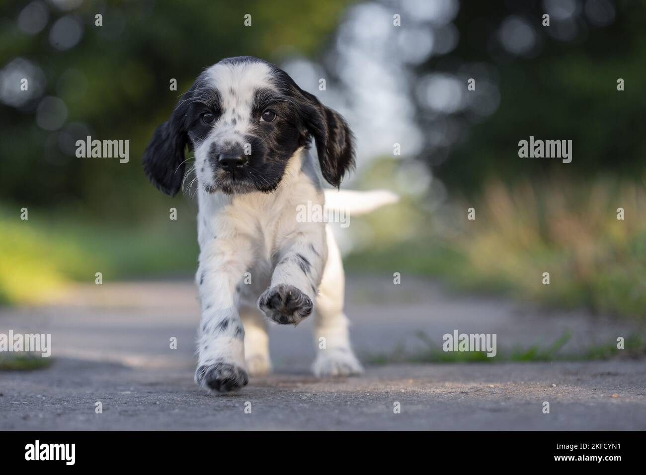running English Cocker Spaniel puppy Stock Photo