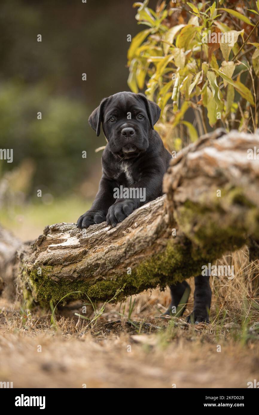 standing Cane Corso puppy Stock Photo