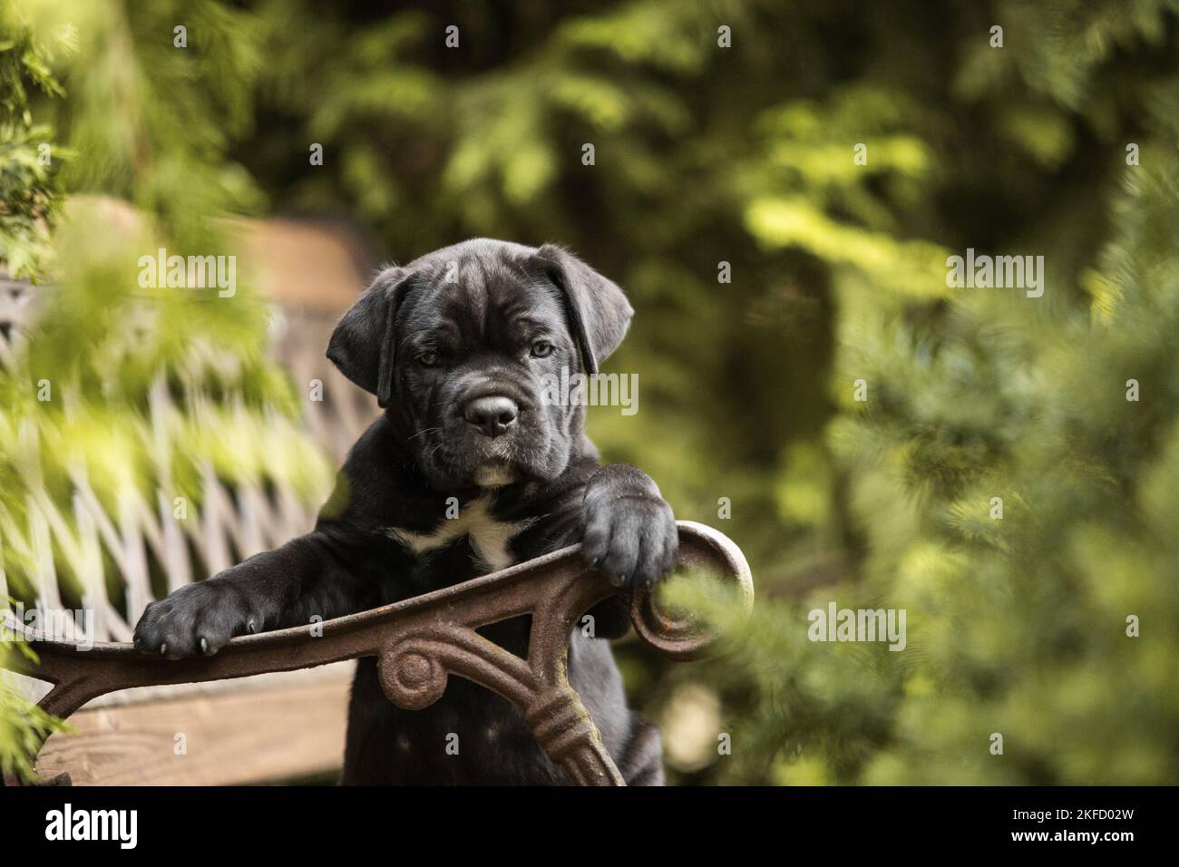 A Cane Corso puppy in a training session with a positive reinforcement trainer