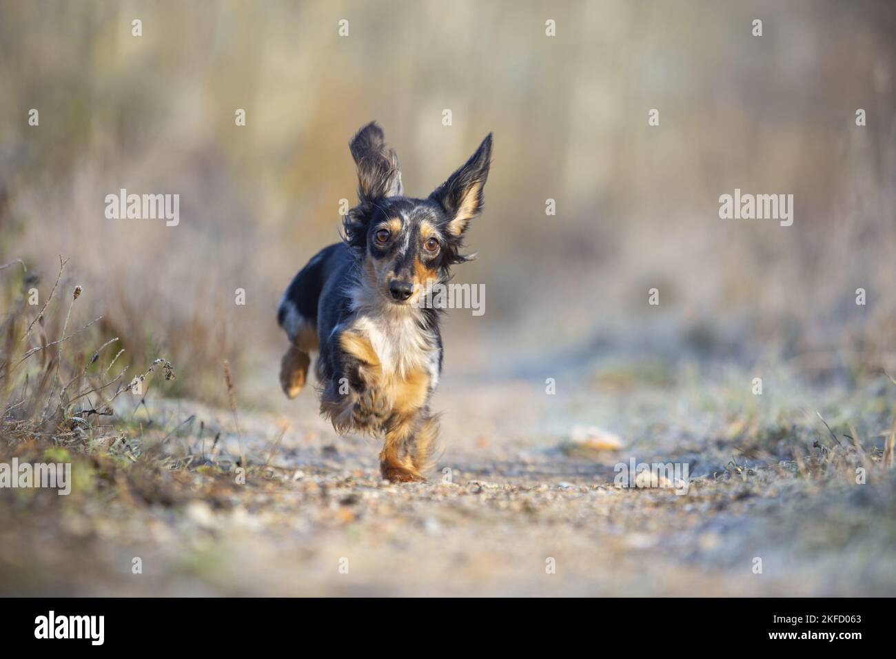 Rabbit dachshunds hi-res stock photography and images - Alamy