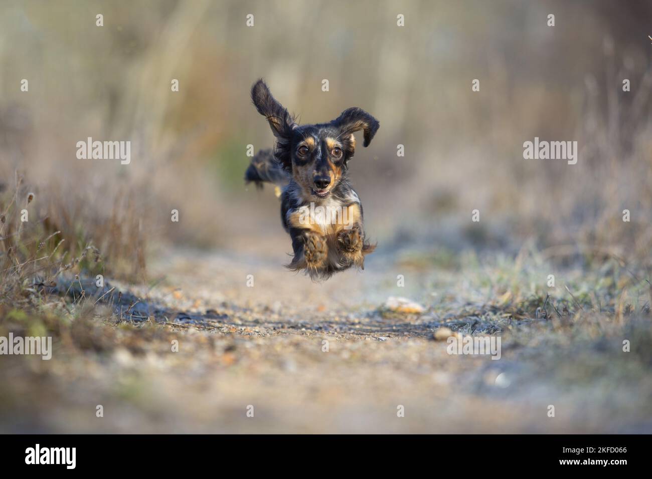 running Rabbit Dachshund Stock Photo - Alamy