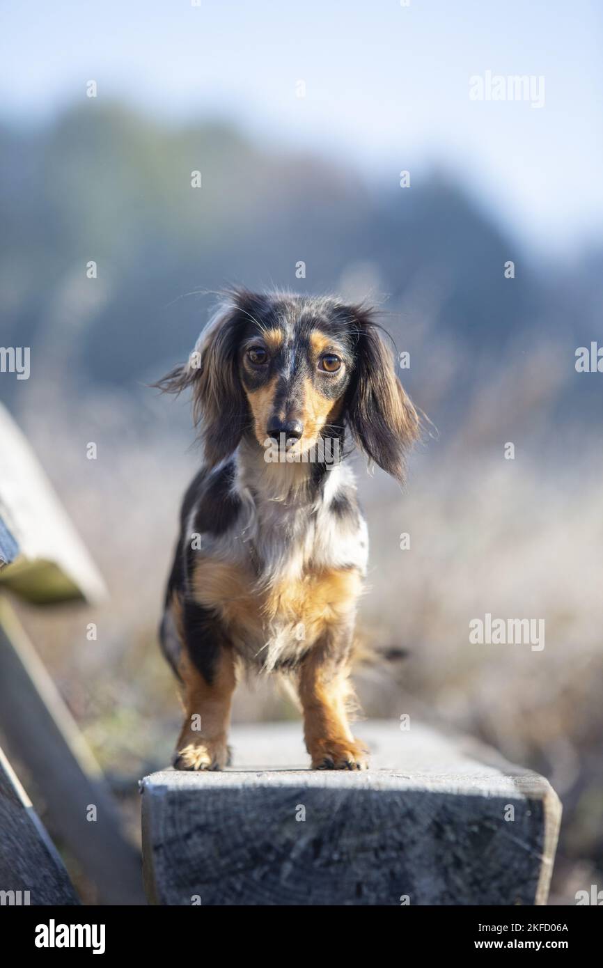 standing Rabbit Dachshund Stock Photo - Alamy