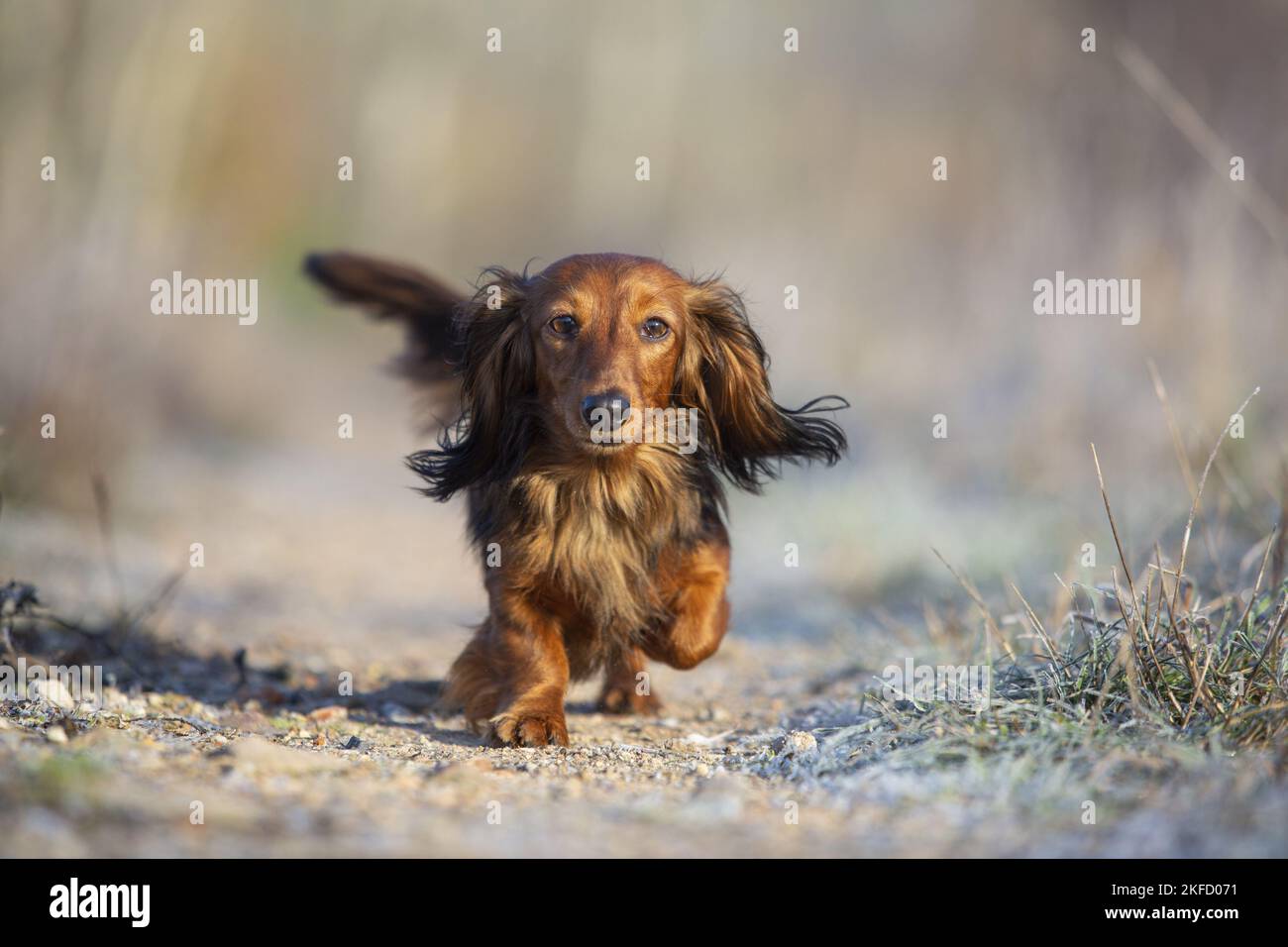 running Rabbit Dachshund Stock Photo - Alamy