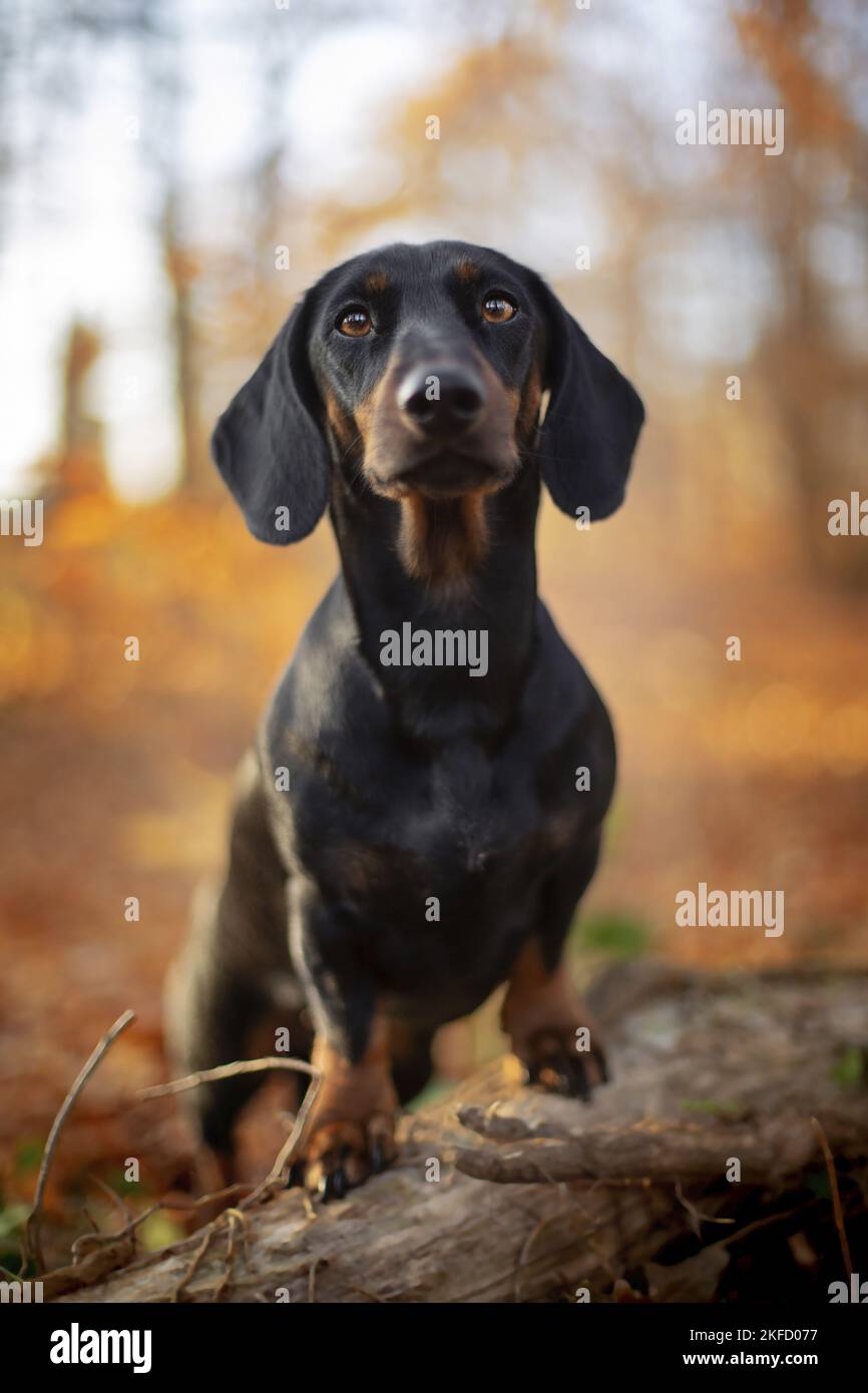 standing Rabbit Dachshund Stock Photo - Alamy