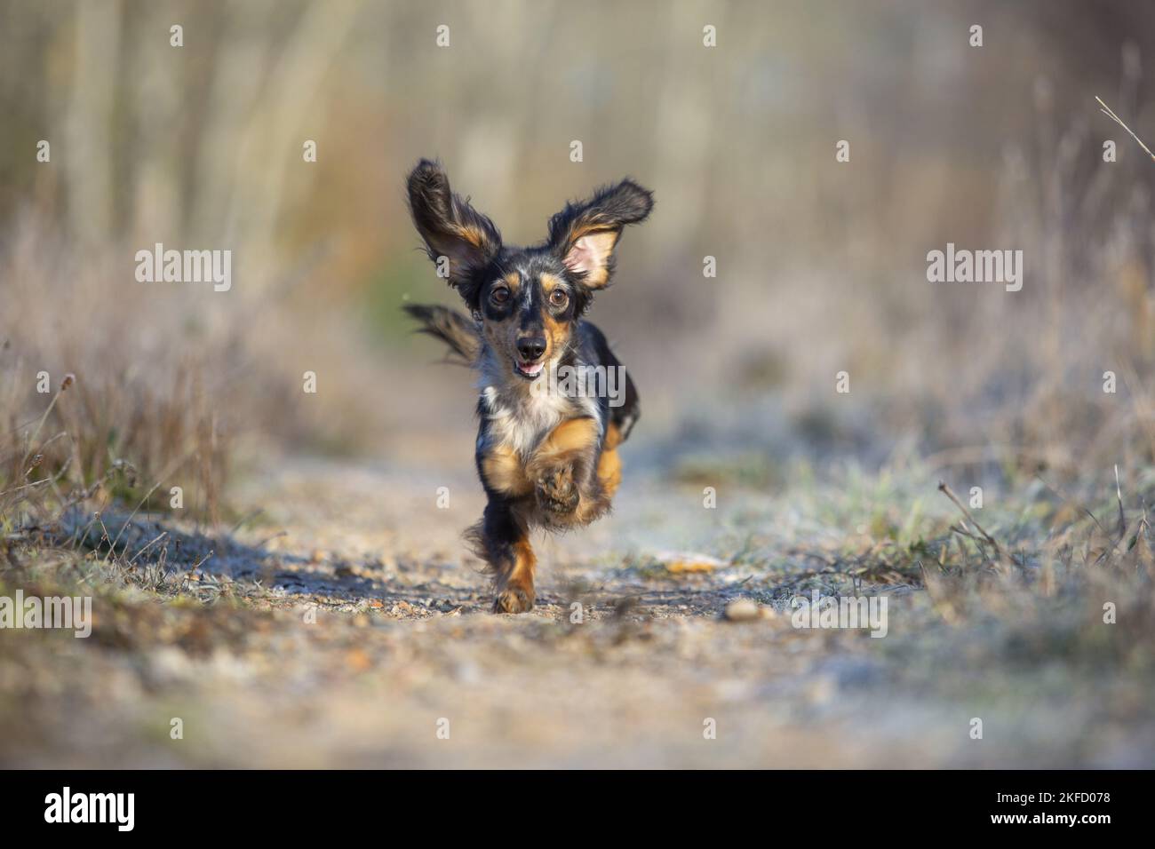 running Rabbit Dachshund Stock Photo - Alamy