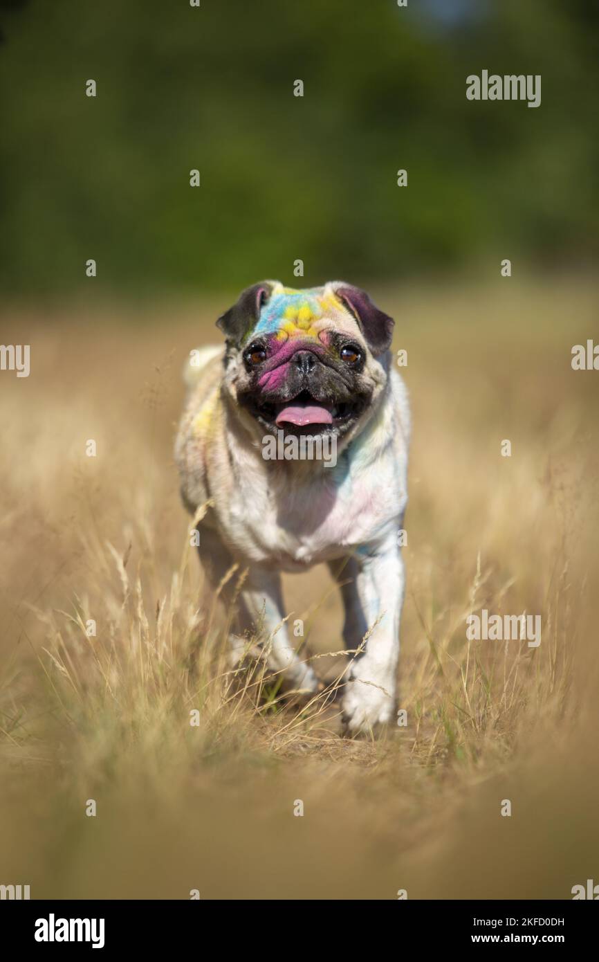 Pug with holi powder on the face Stock Photo