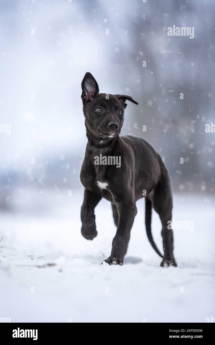 Greyhound puppy in the snow Stock Photo