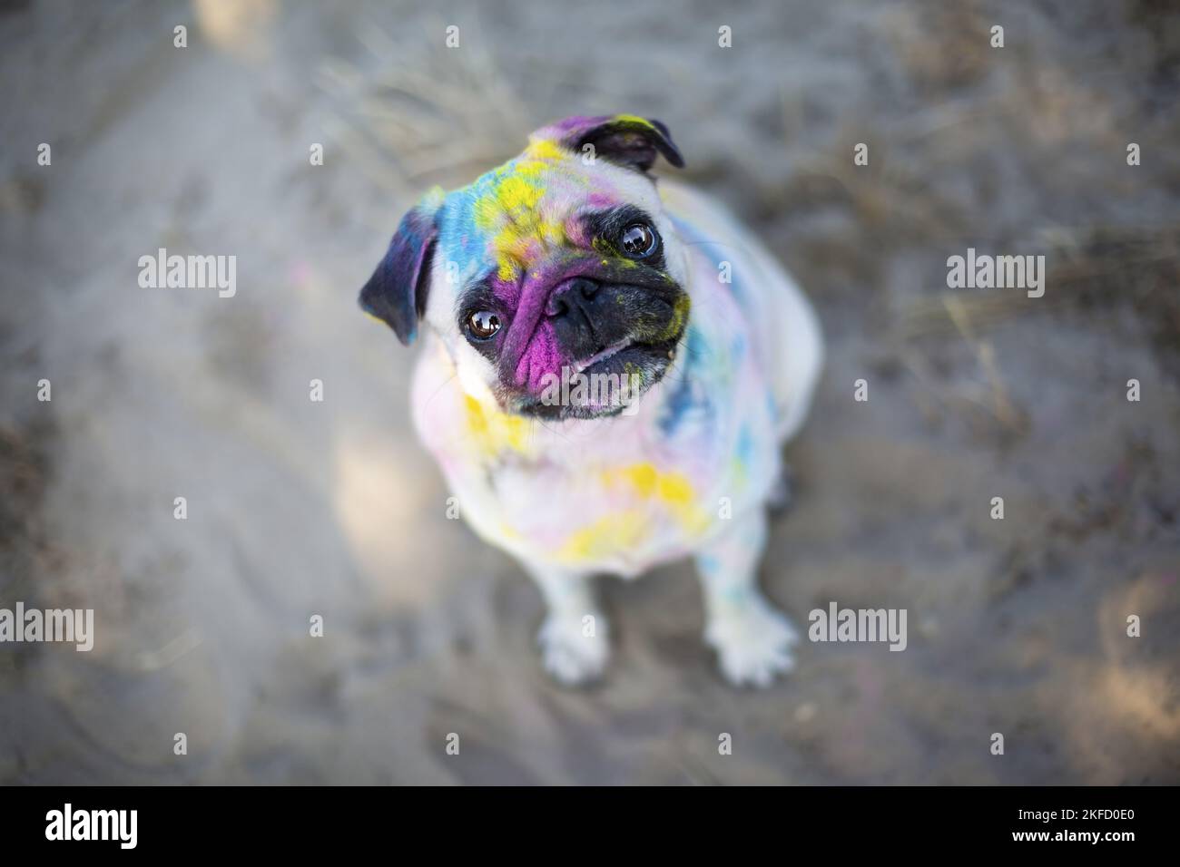 Pug with holi powder on the face Stock Photo