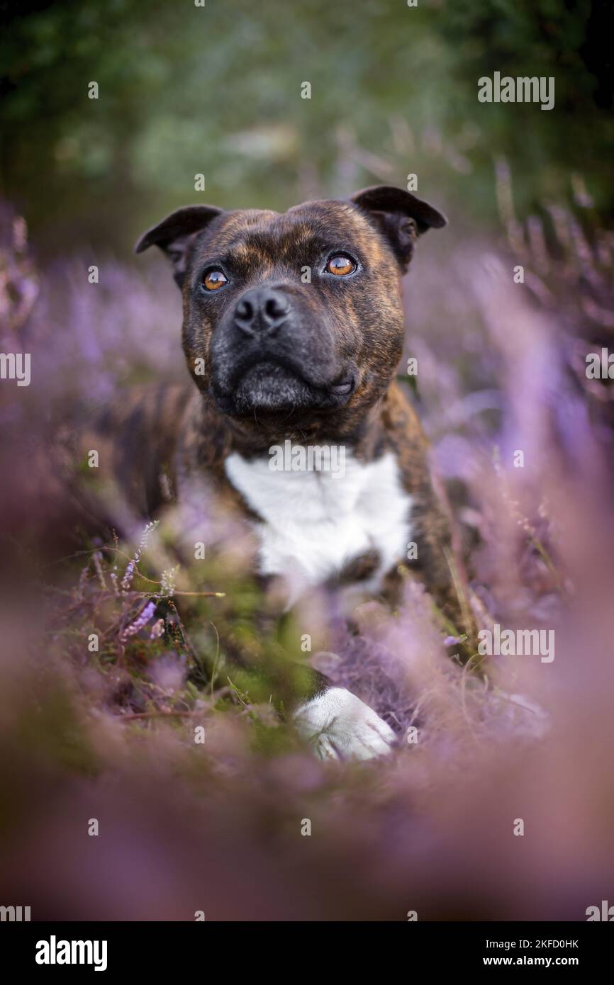 Staffordshire bull terrier in the heather Stock Photo