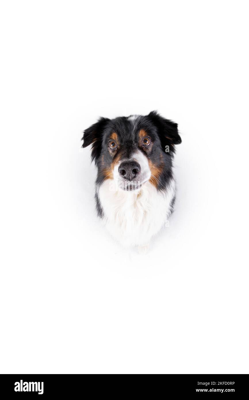 sitting Australian Shepherd Stock Photo - Alamy