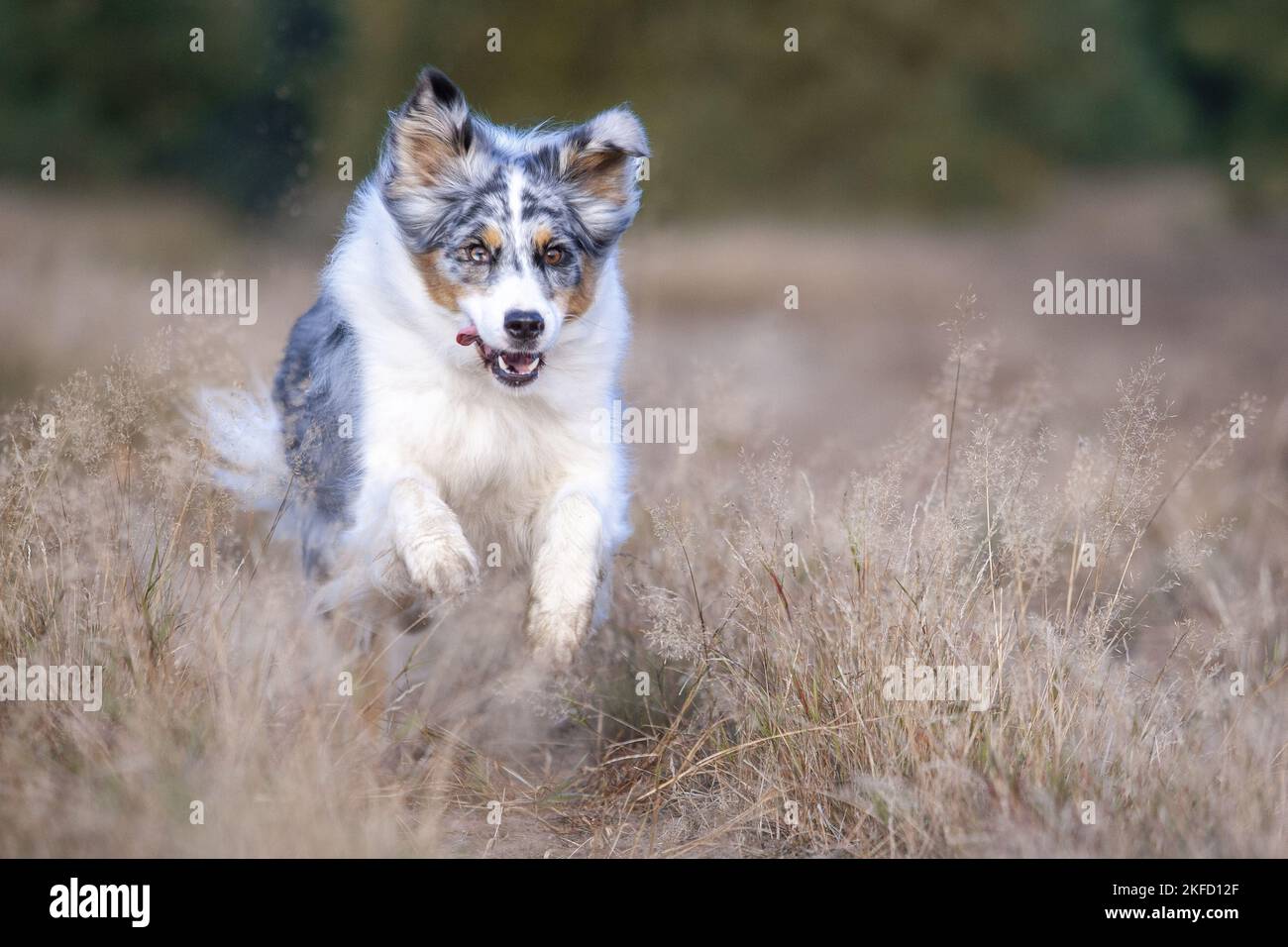 running Australian Shepherd Stock Photo Alamy