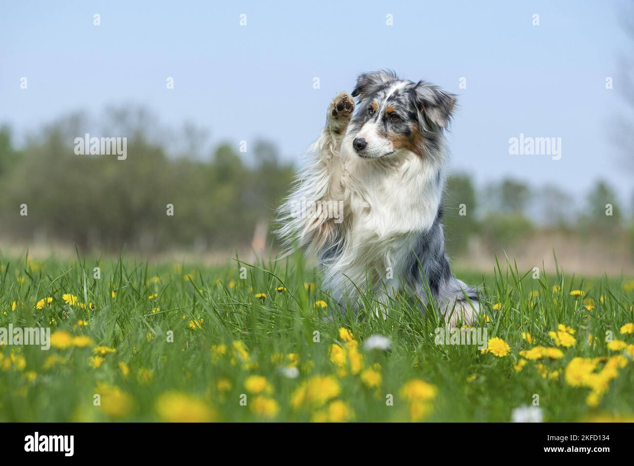 Australian Shepherd gives paw Stock Photo Alamy