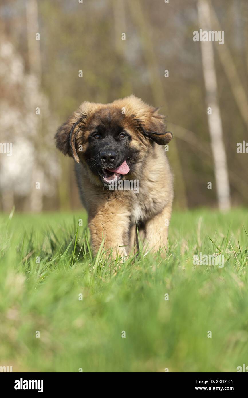 Leonberger puppy Stock Photo