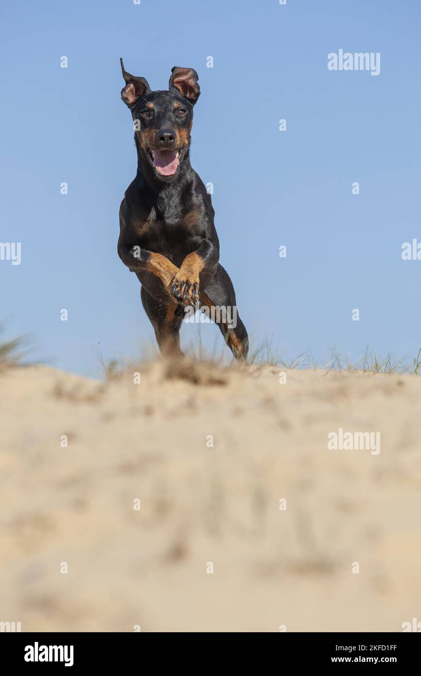 running Manchester Terrier Stock Photo