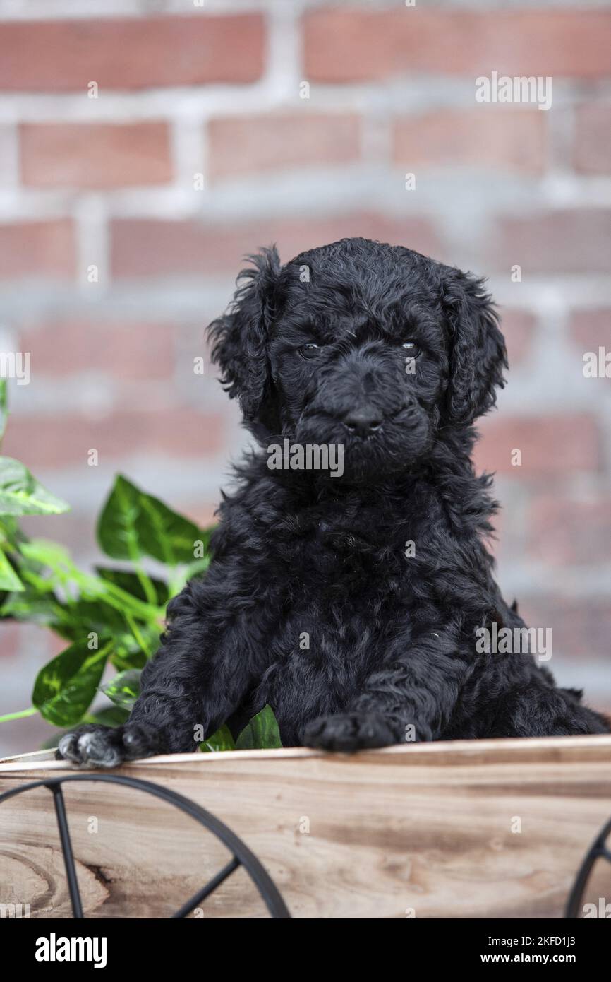 Labradoodle puppy Stock Photo