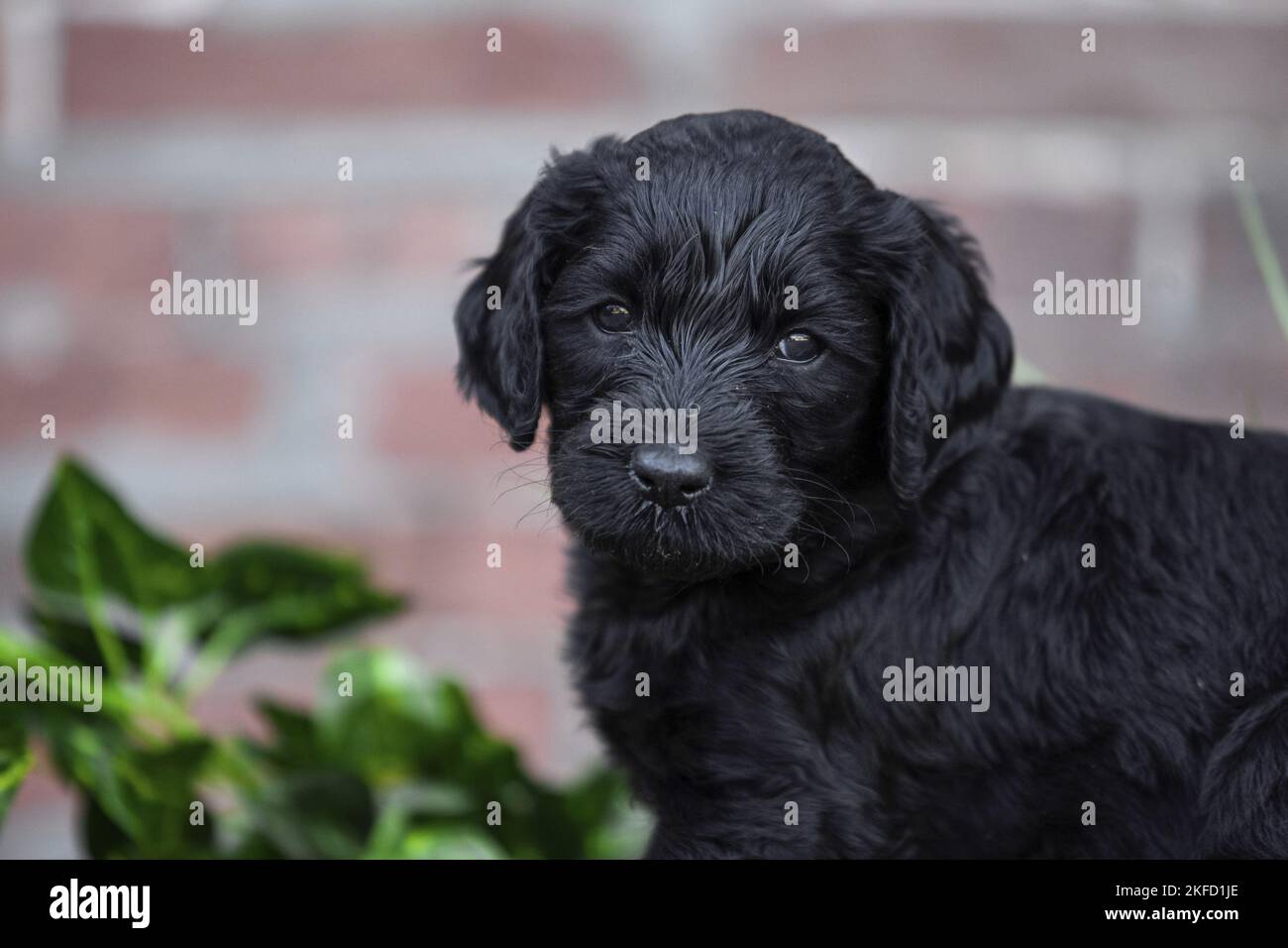 Labradoodle puppy portrait Stock Photo