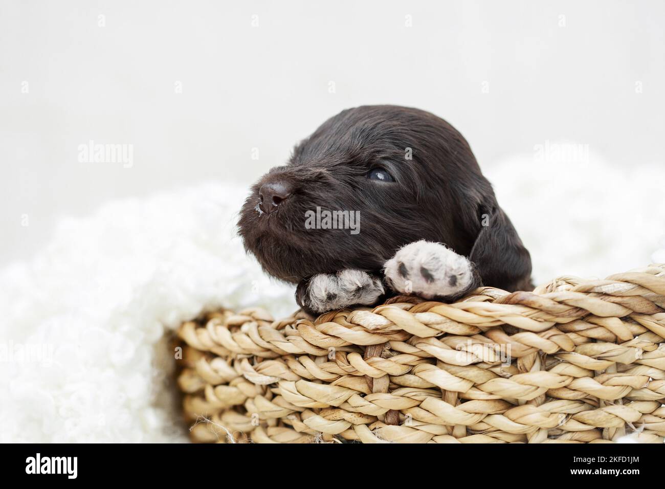 brown Labradoodle puppy Stock Photo