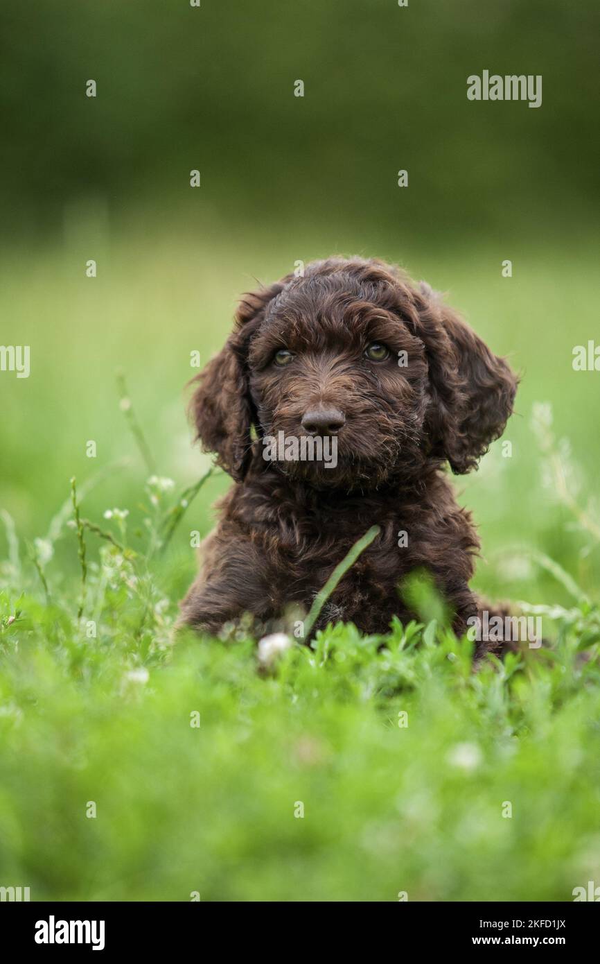 brown Labradoodle puppy on meadow Stock Photo