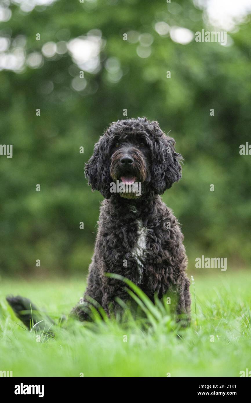 Labradoodle on meadow Stock Photo