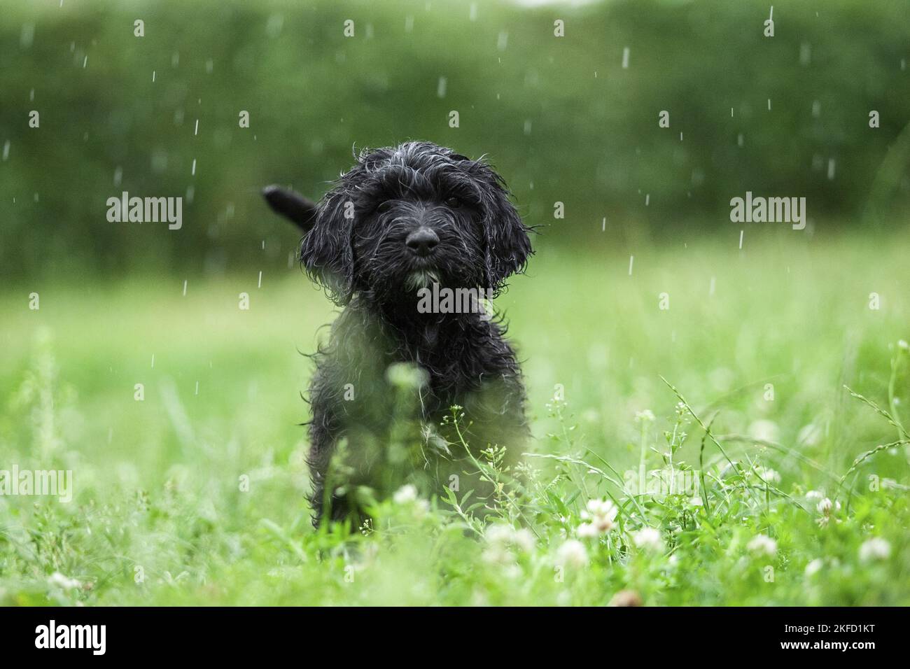 black Labradoodle on meadow Stock Photo