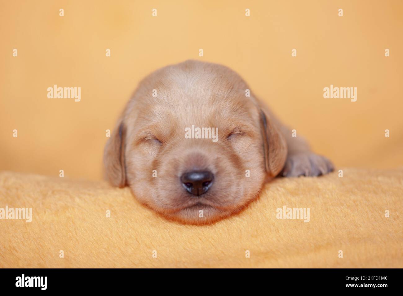 yellow Labradoodle puppy Stock Photo
