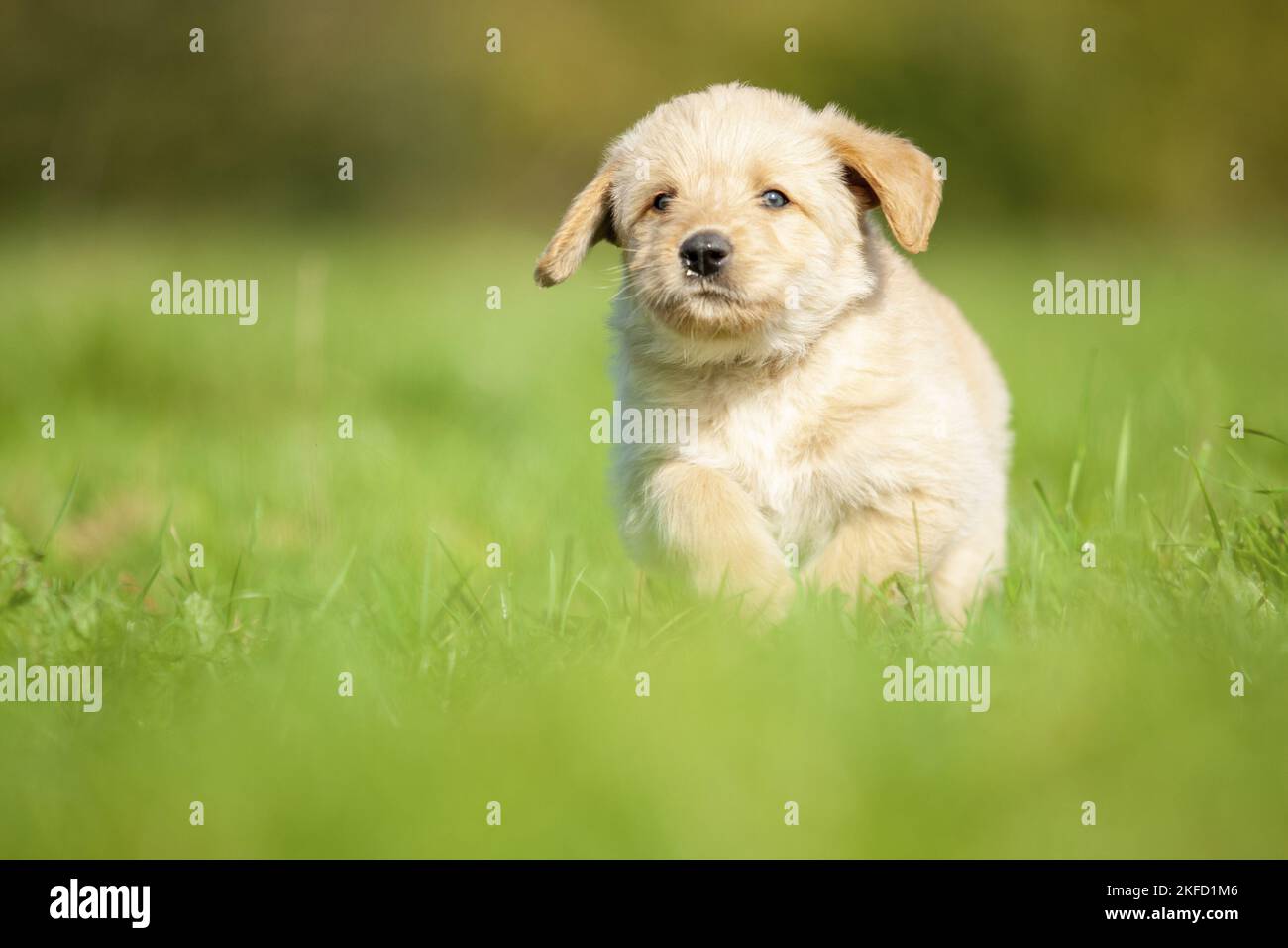 Labradoodle puppy on meadow Stock Photo