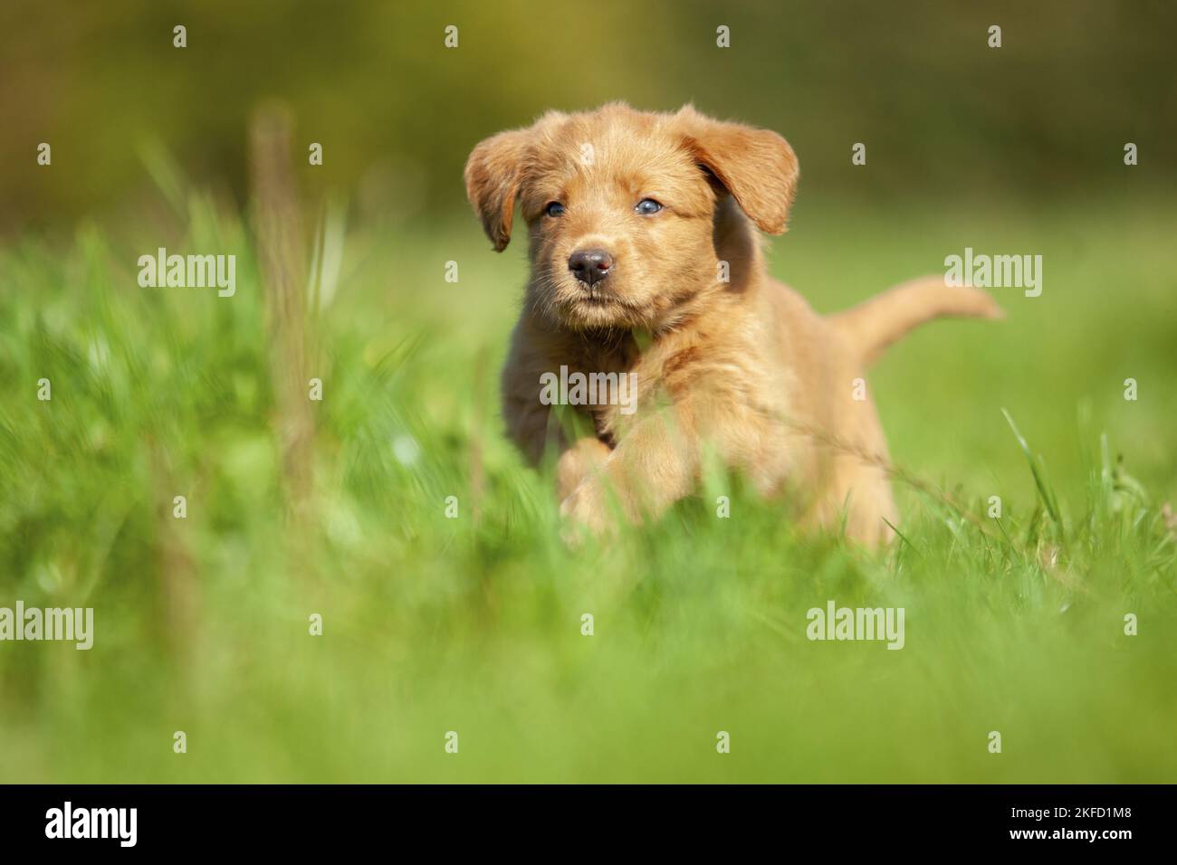 Labradoodle puppy on meadow Stock Photo